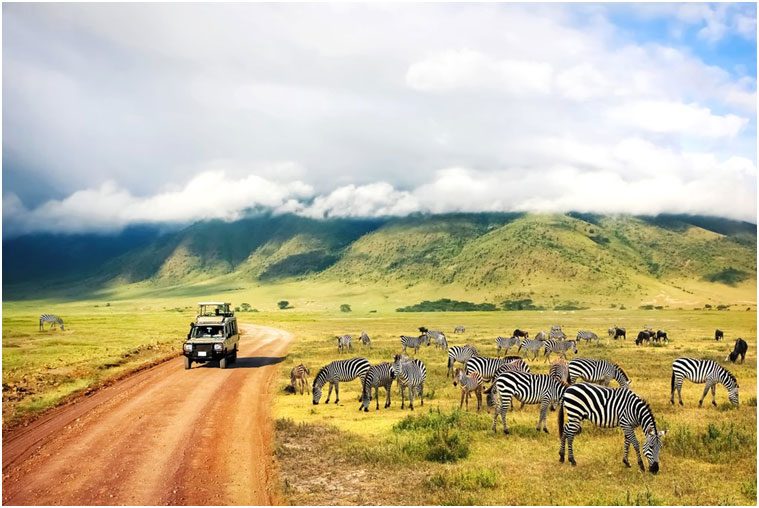 Safari vehicle among zebras near Ngorongoro
