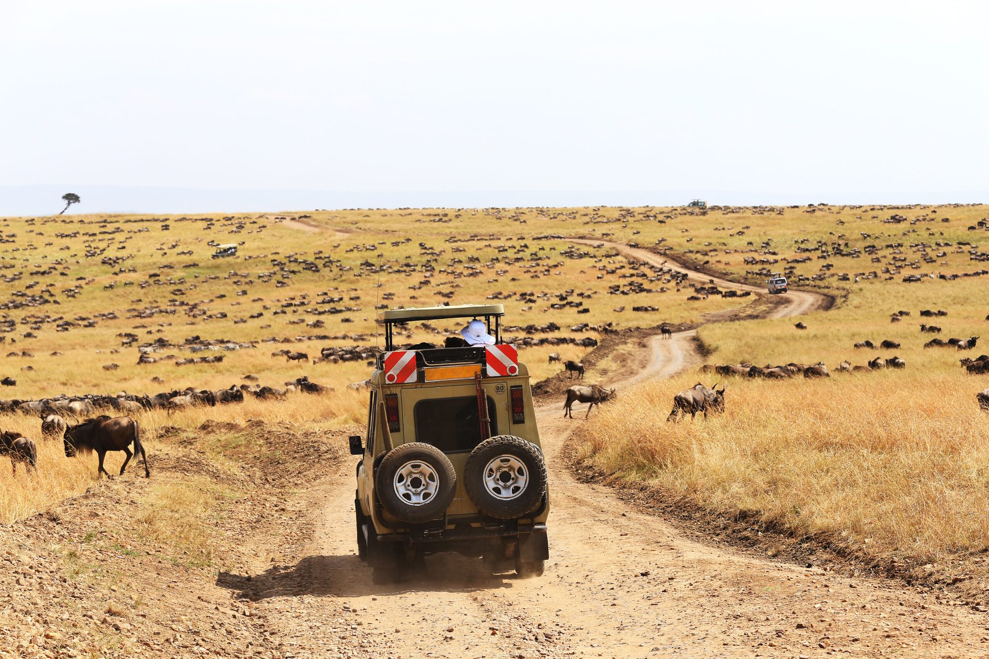 Safari vehicle beside a herd of wildlife in remote Katavi National Park