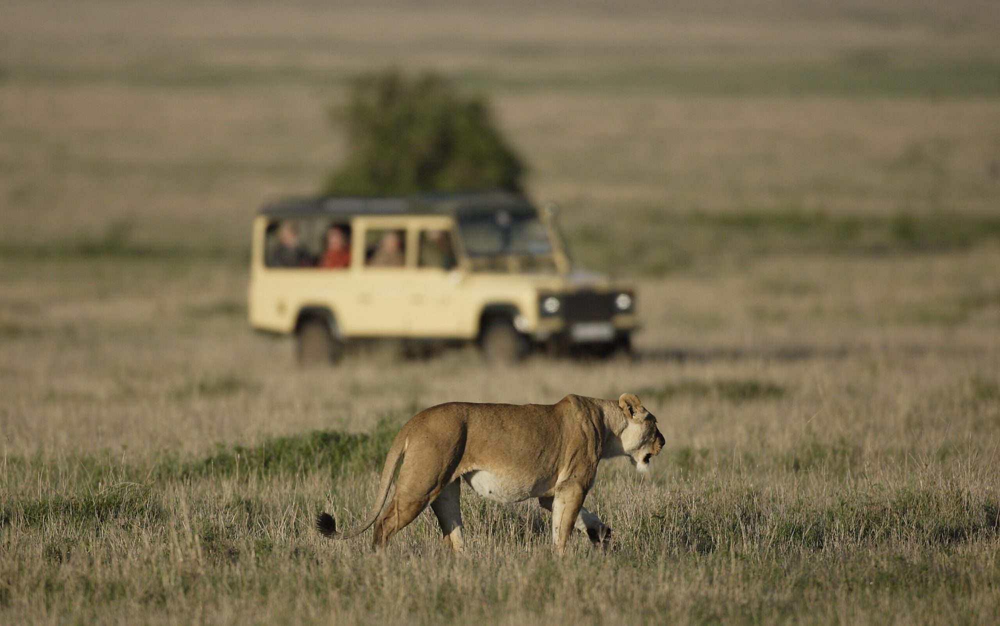 Lioness beside a safari vehicle in Mikumi National Park