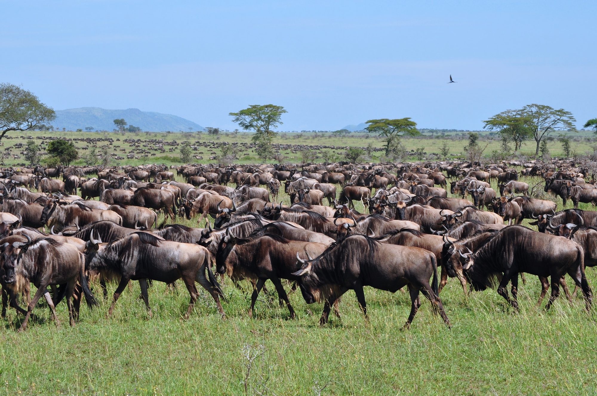 Wildlife grazing on the highland grasslands near Kitulo National Park